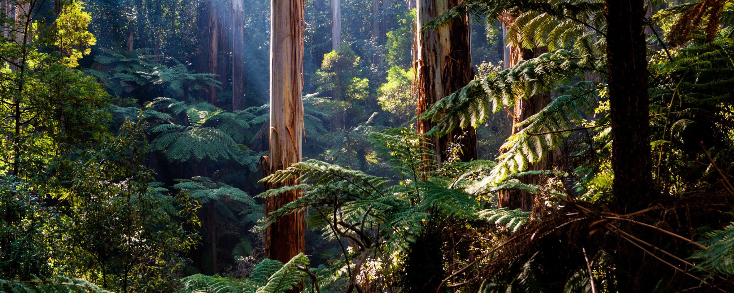 Australian Bush
