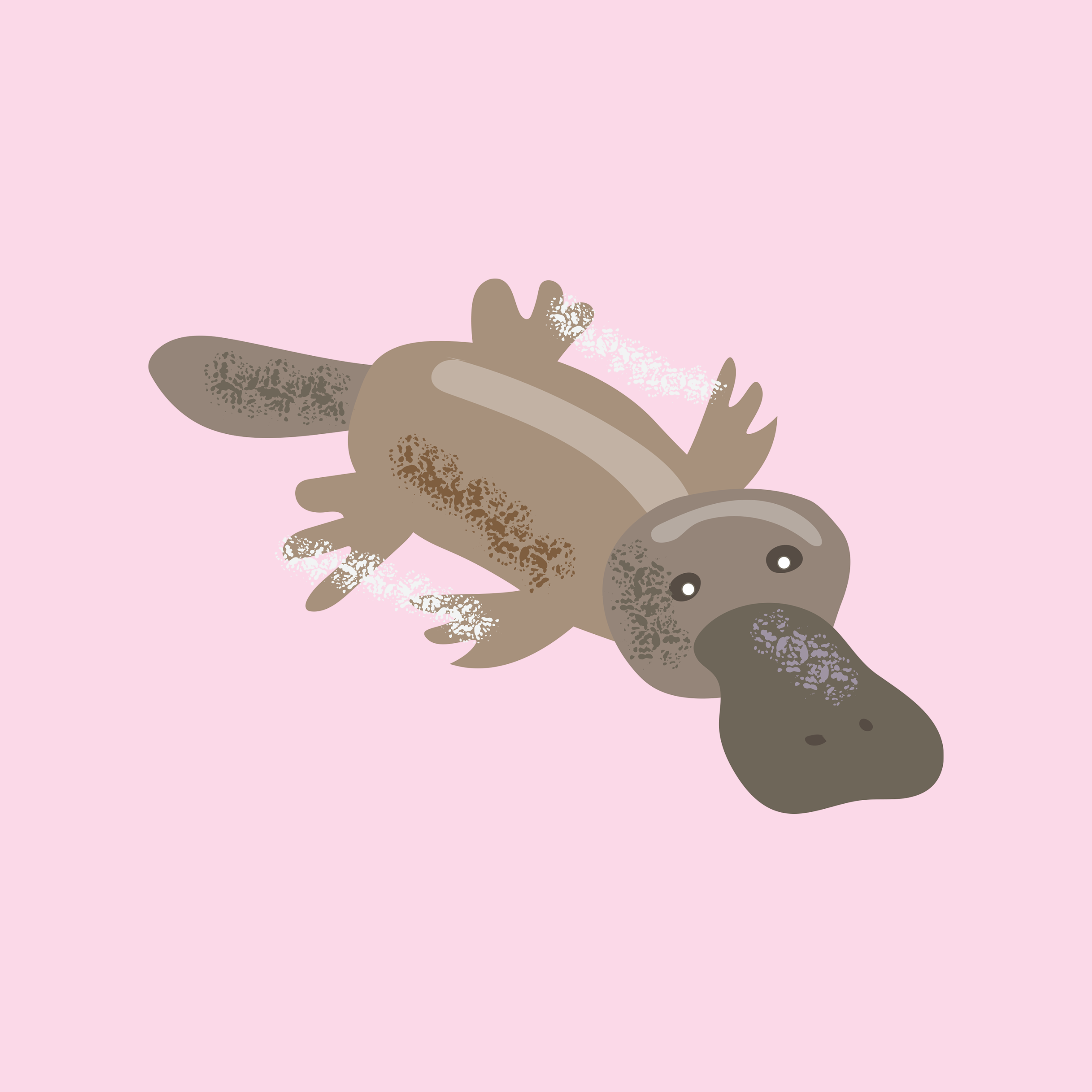 Illustrated Platypus