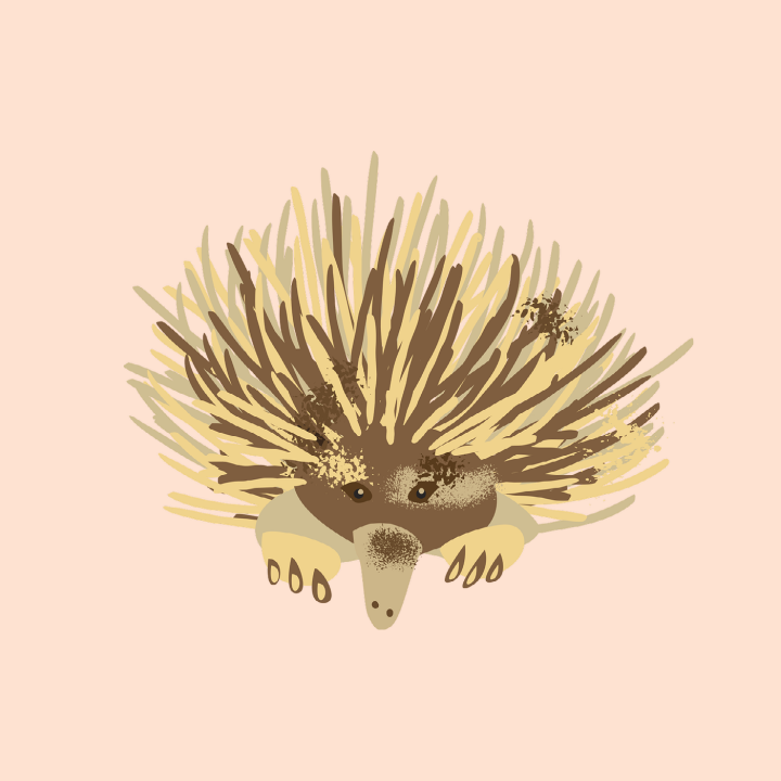 Illustrated Echidna