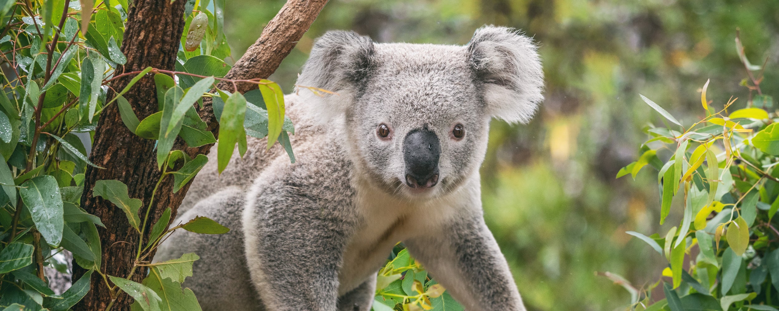 Australian Koala sitting on a branch