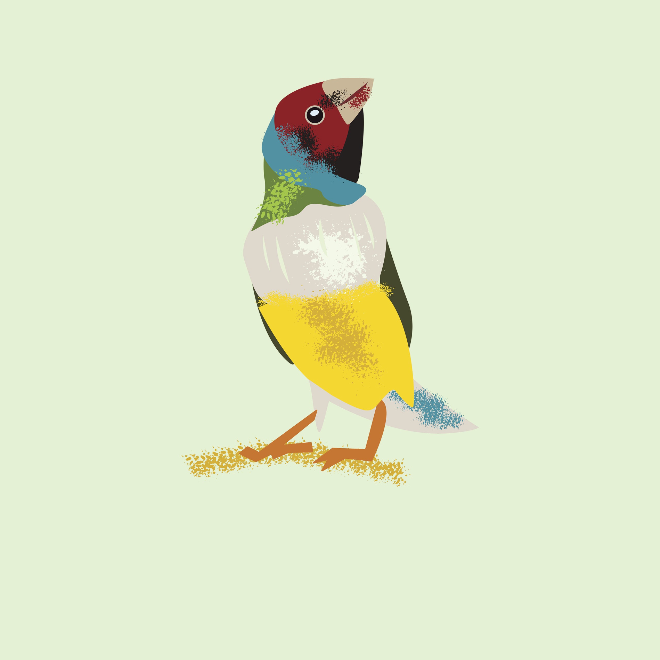 Illustrated Gouldian Finch