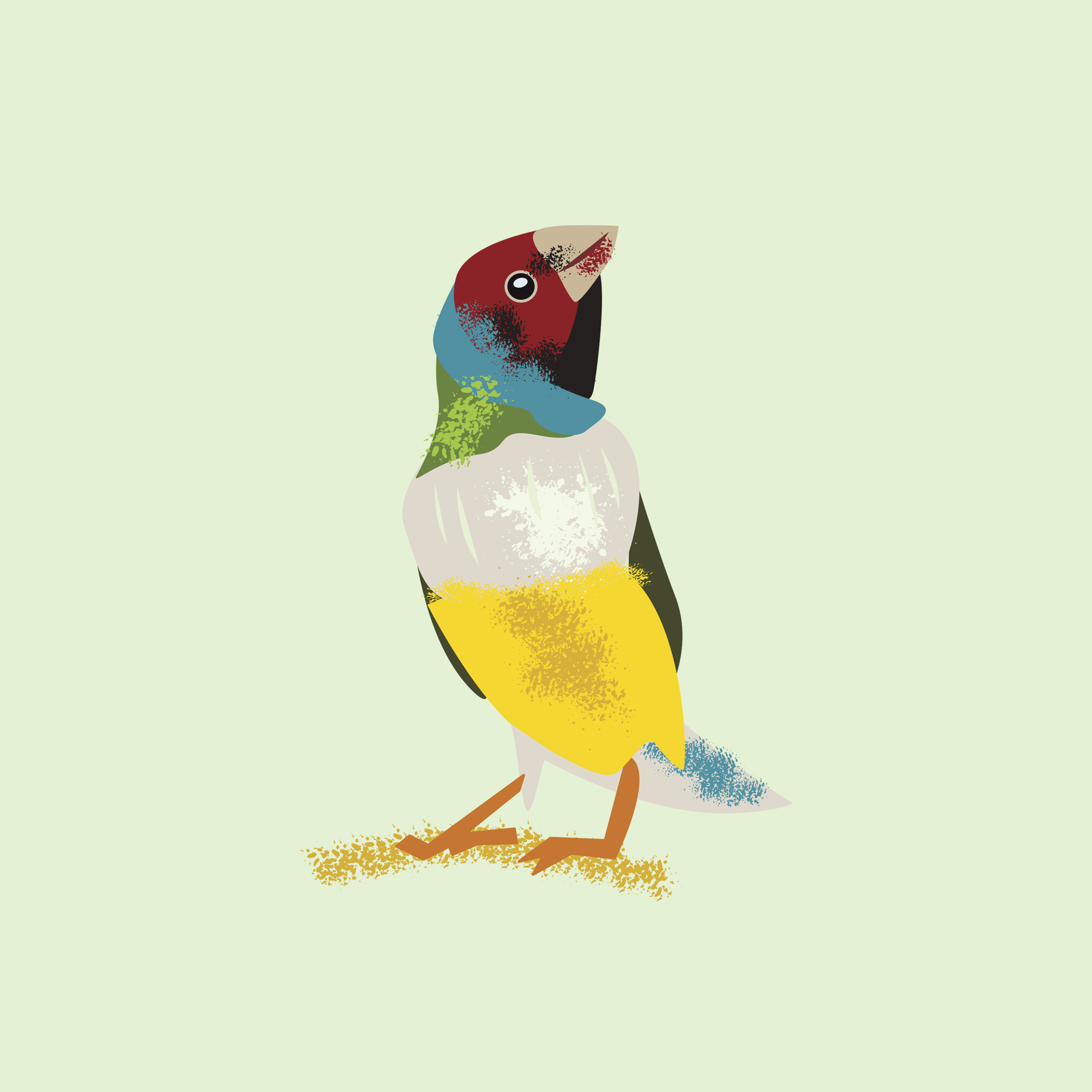 Illustrated Gouldian Finch