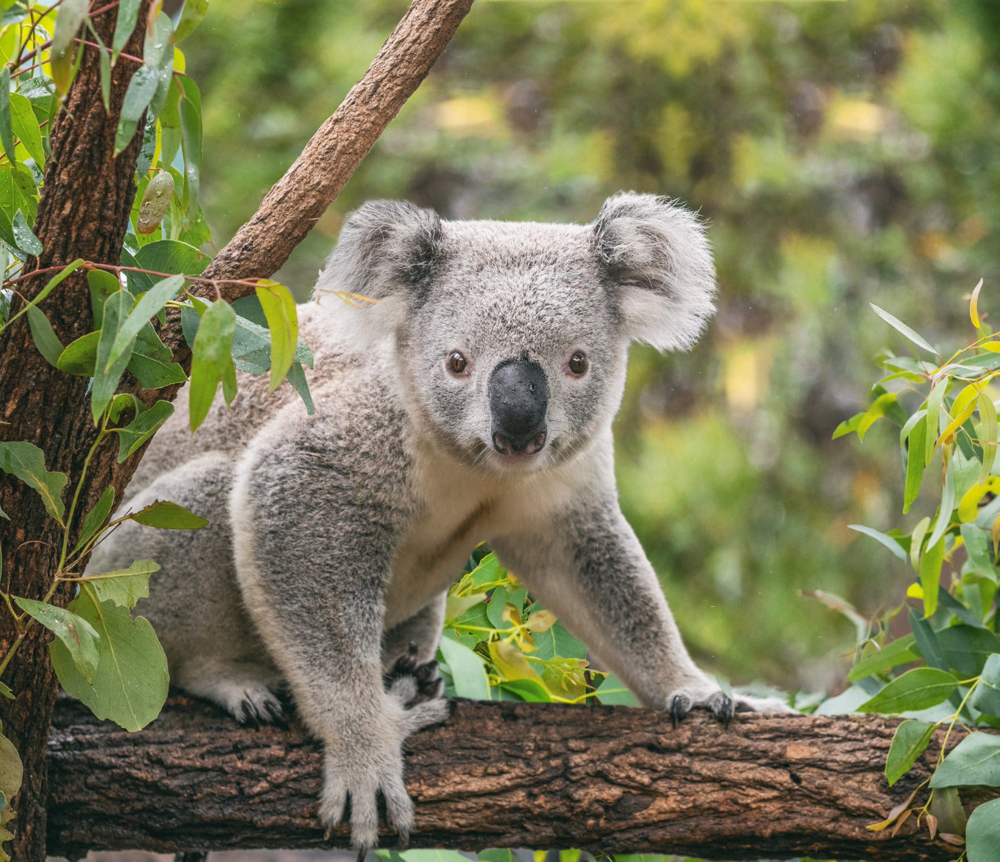 Koala in forest, supporting Australia's Wildlife