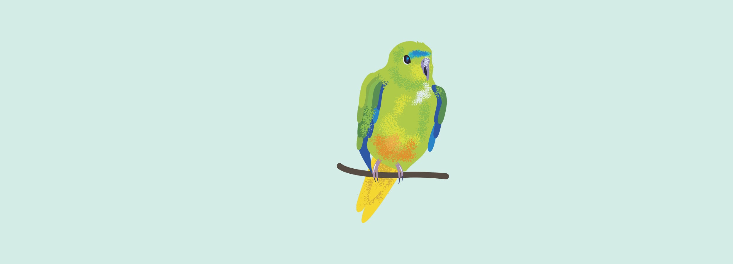 Illustrated Orange-bellied Parrot