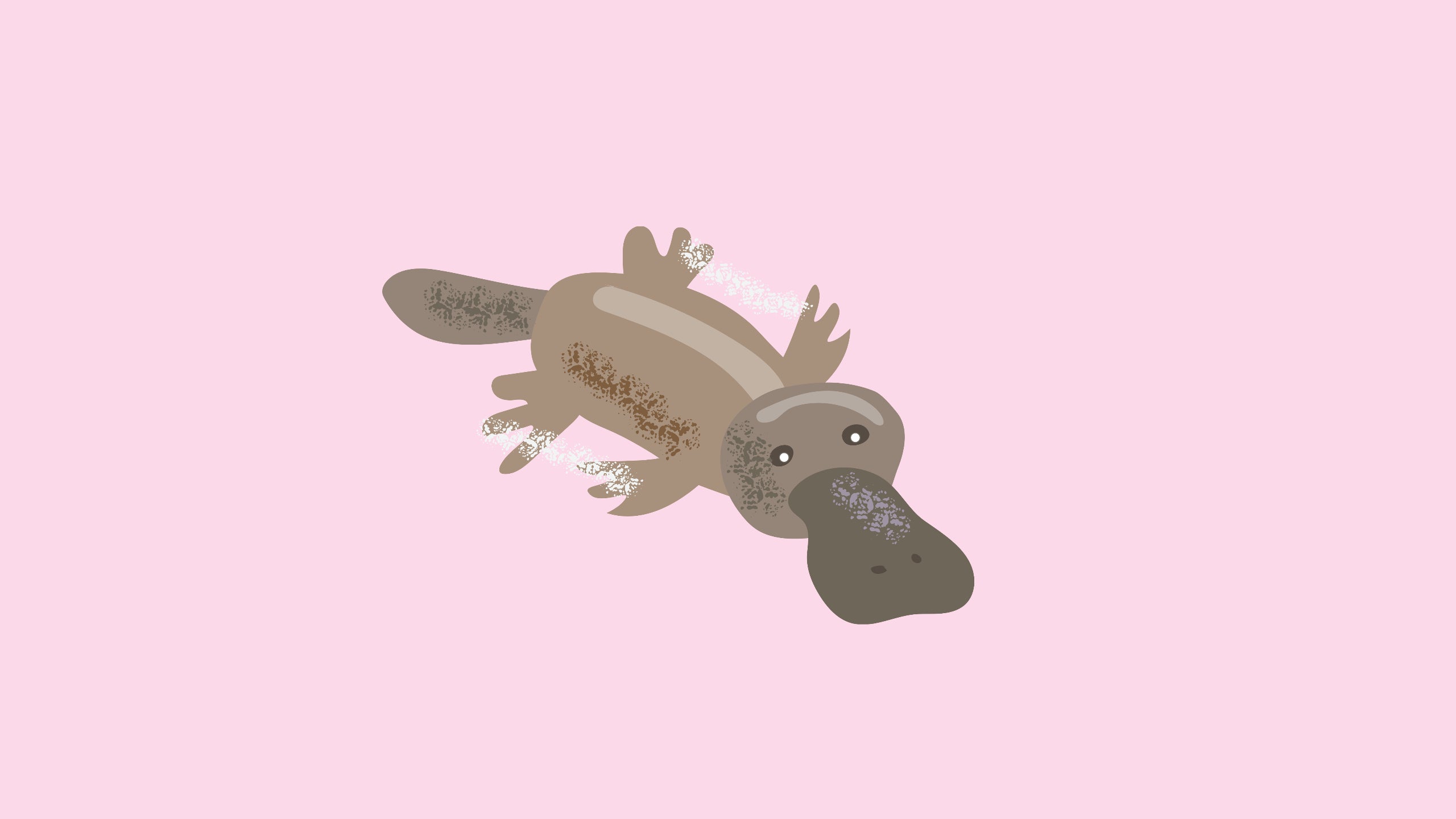 Illustrated Platypus